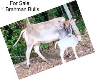 For Sale: 1 Brahman Bulls