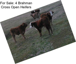 For Sale: 4 Brahman Cross Open Heifers