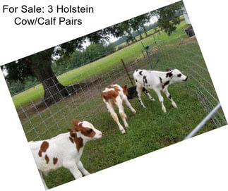 For Sale: 3 Holstein Cow/Calf Pairs