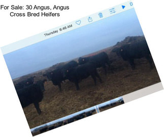 For Sale: 30 Angus, Angus Cross Bred Heifers