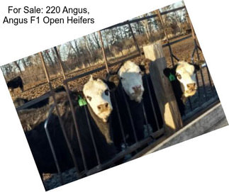 For Sale: 220 Angus, Angus F1 Open Heifers