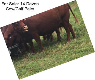 For Sale: 14 Devon Cow/Calf Pairs