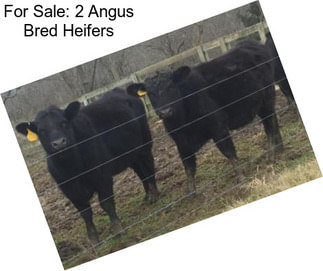 For Sale: 2 Angus Bred Heifers