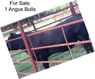 For Sale: 1 Angus Bulls