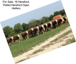 For Sale: 16 Hereford, Polled Hereford Open Heifers