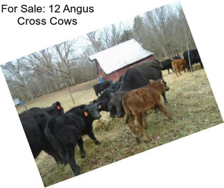 For Sale: 12 Angus Cross Cows