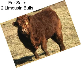 For Sale: 2 Limousin Bulls