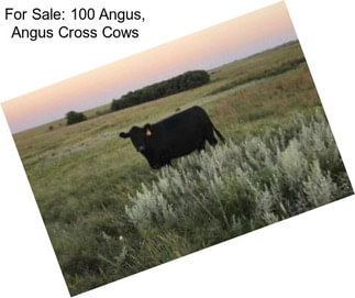 For Sale: 100 Angus, Angus Cross Cows