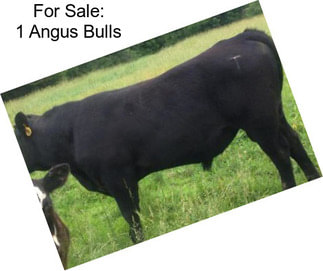 For Sale: 1 Angus Bulls