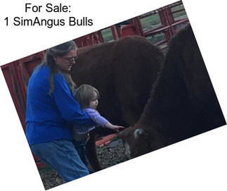 For Sale: 1 SimAngus Bulls