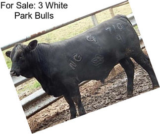 For Sale: 3 White Park Bulls