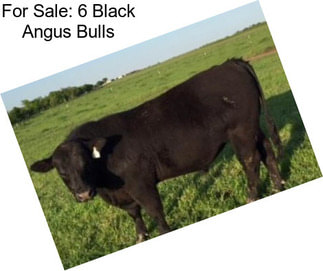 For Sale: 6 Black Angus Bulls