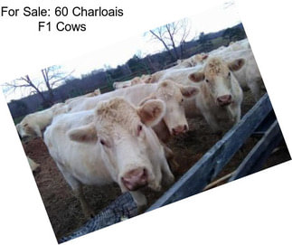 For Sale: 60 Charloais F1 Cows