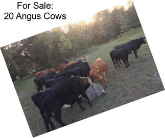 For Sale: 20 Angus Cows