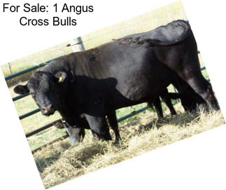 For Sale: 1 Angus Cross Bulls