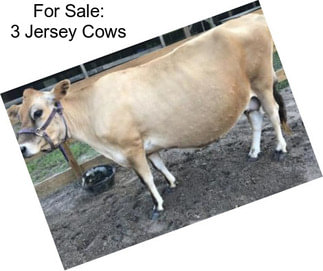 For Sale: 3 Jersey Cows