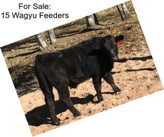 For Sale: 15 Wagyu Feeders