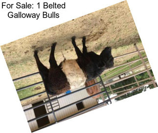 For Sale: 1 Belted Galloway Bulls