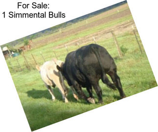 For Sale: 1 Simmental Bulls