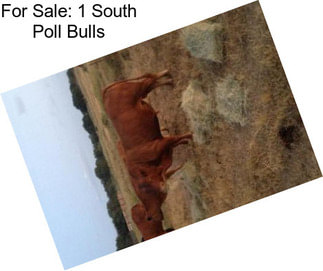 For Sale: 1 South Poll Bulls