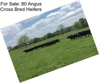For Sale: 80 Angus Cross Bred Heifers