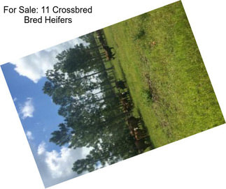 For Sale: 11 Crossbred Bred Heifers