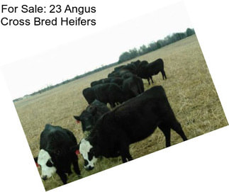 For Sale: 23 Angus Cross Bred Heifers