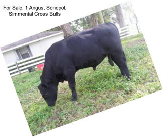 For Sale: 1 Angus, Senepol, Simmental Cross Bulls
