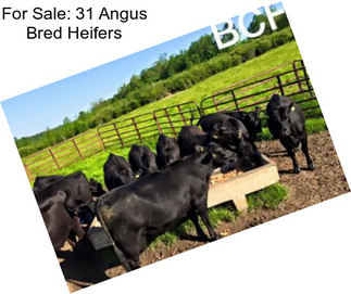 For Sale: 31 Angus Bred Heifers