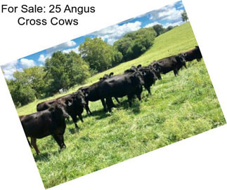 For Sale: 25 Angus Cross Cows