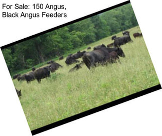 For Sale: 150 Angus, Black Angus Feeders