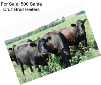 For Sale: 500 Santa Cruz Bred Heifers