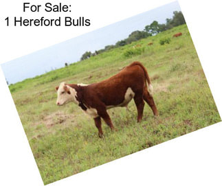 For Sale: 1 Hereford Bulls