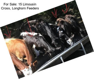 For Sale: 15 Limousin Cross, Longhorn Feeders