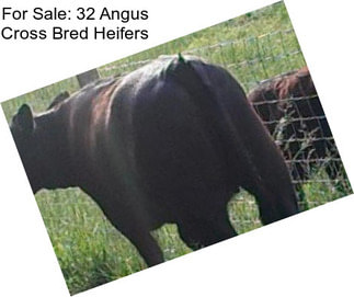 For Sale: 32 Angus Cross Bred Heifers