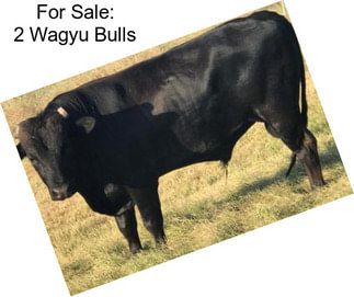 For Sale: 2 Wagyu Bulls