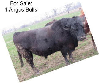 For Sale: 1 Angus Bulls