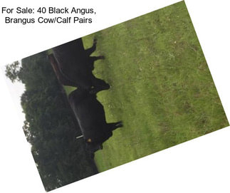 For Sale: 40 Black Angus, Brangus Cow/Calf Pairs