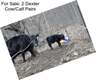 For Sale: 2 Dexter Cow/Calf Pairs