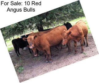 For Sale: 10 Red Angus Bulls