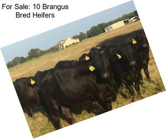 For Sale: 10 Brangus Bred Heifers