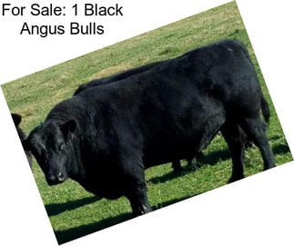 For Sale: 1 Black Angus Bulls