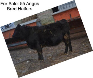 For Sale: 55 Angus Bred Heifers
