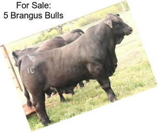 For Sale: 5 Brangus Bulls
