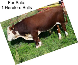 For Sale: 1 Hereford Bulls