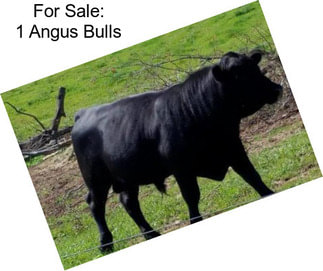 For Sale: 1 Angus Bulls