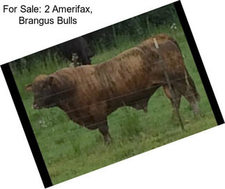 For Sale: 2 Amerifax, Brangus Bulls