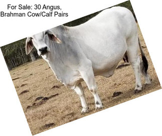 For Sale: 30 Angus, Brahman Cow/Calf Pairs