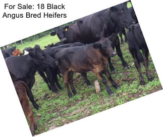 For Sale: 18 Black Angus Bred Heifers