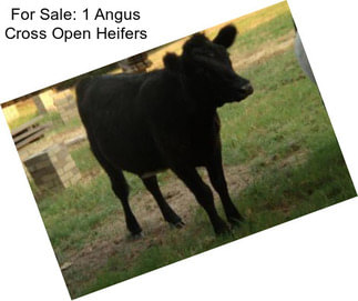 For Sale: 1 Angus Cross Open Heifers